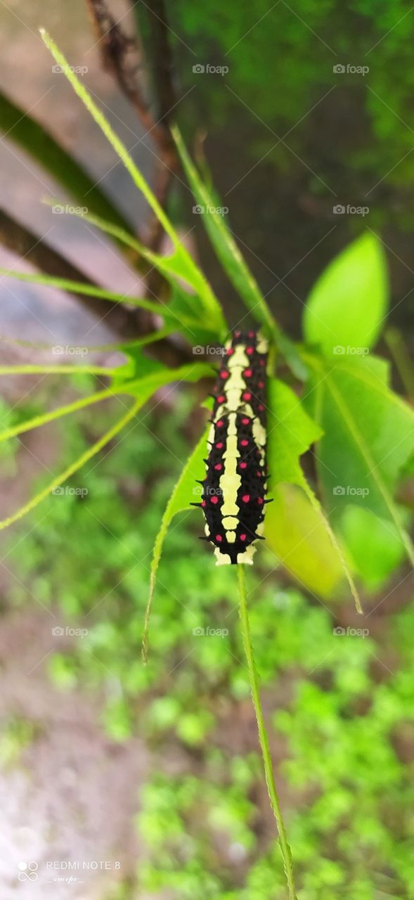 A Caterpillar who's busy filling its tummy 😁