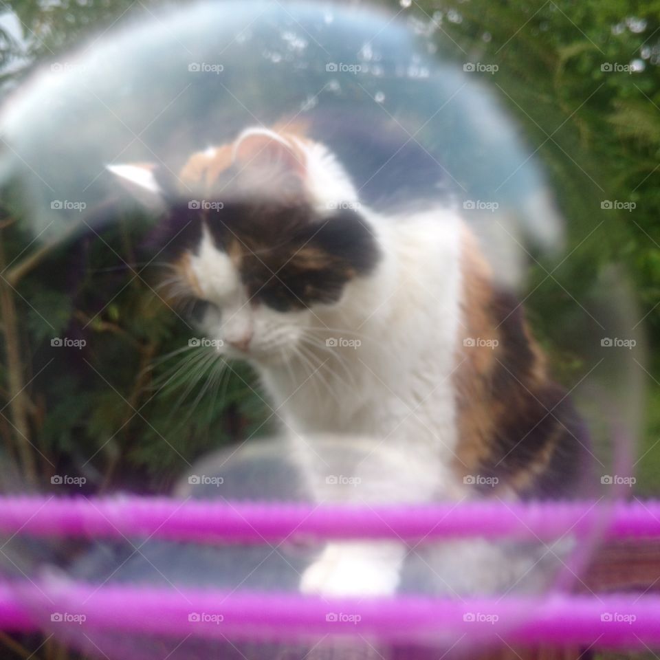 Bubble cat