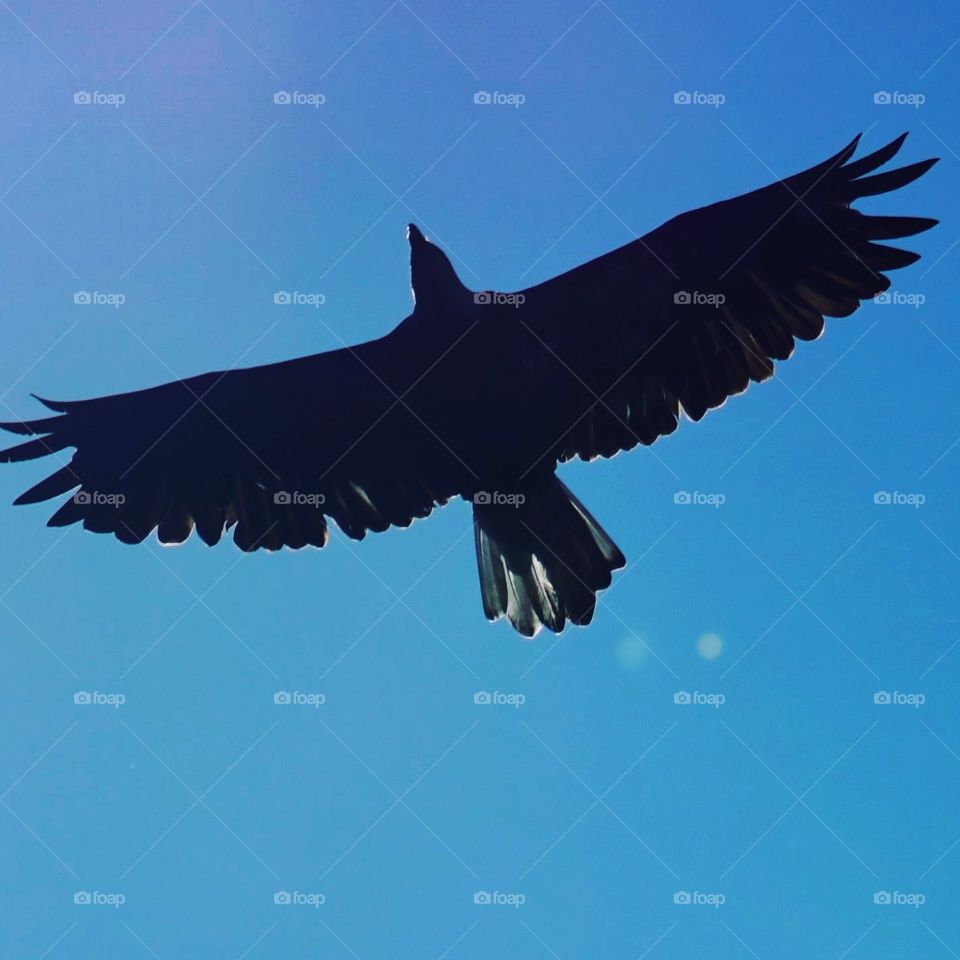 eagle