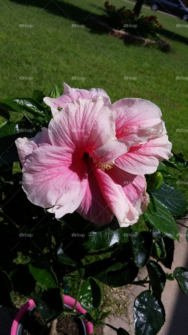 first hibiscus. first flower off our first hibiscus tree