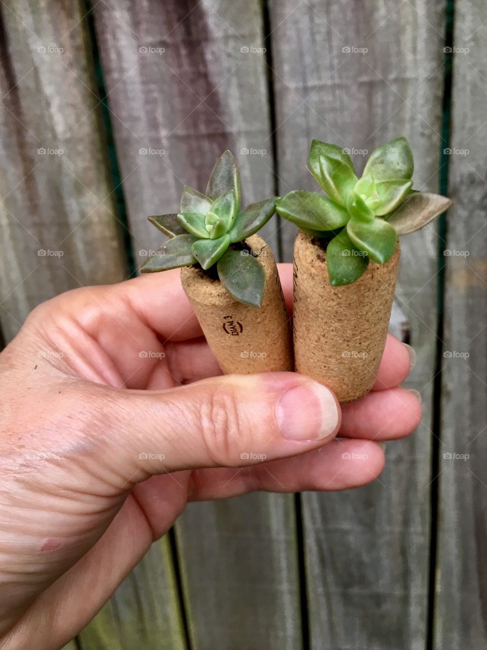 Succulents planted in wine corks. 