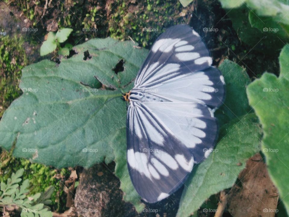 Butterfly in white and black