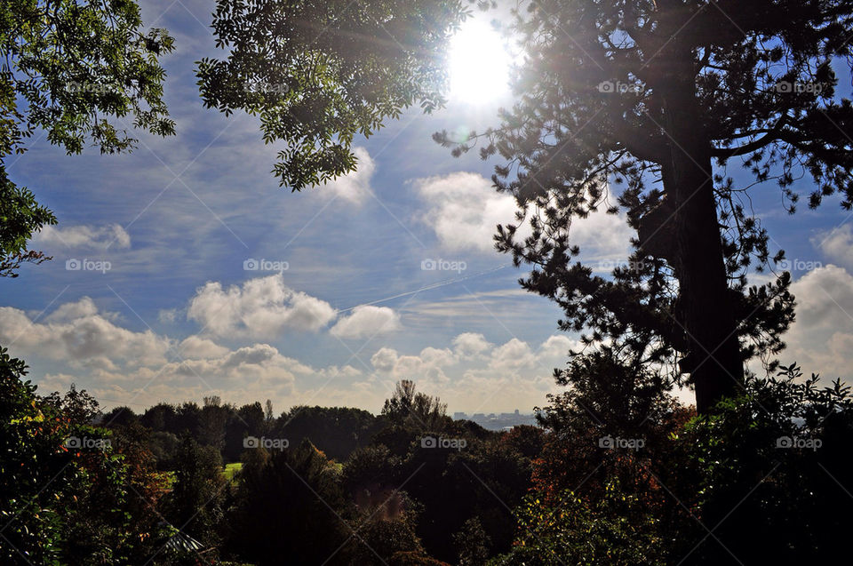 Sunshine through the trees