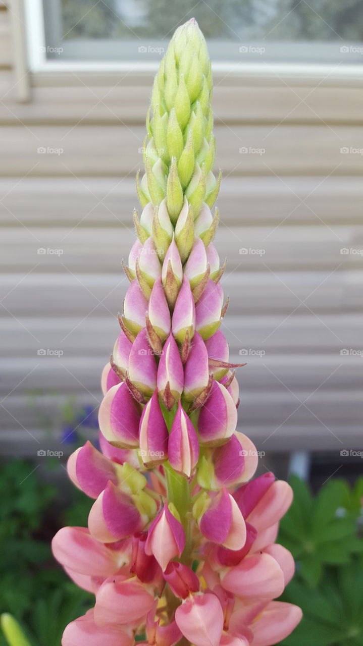 pink lupine