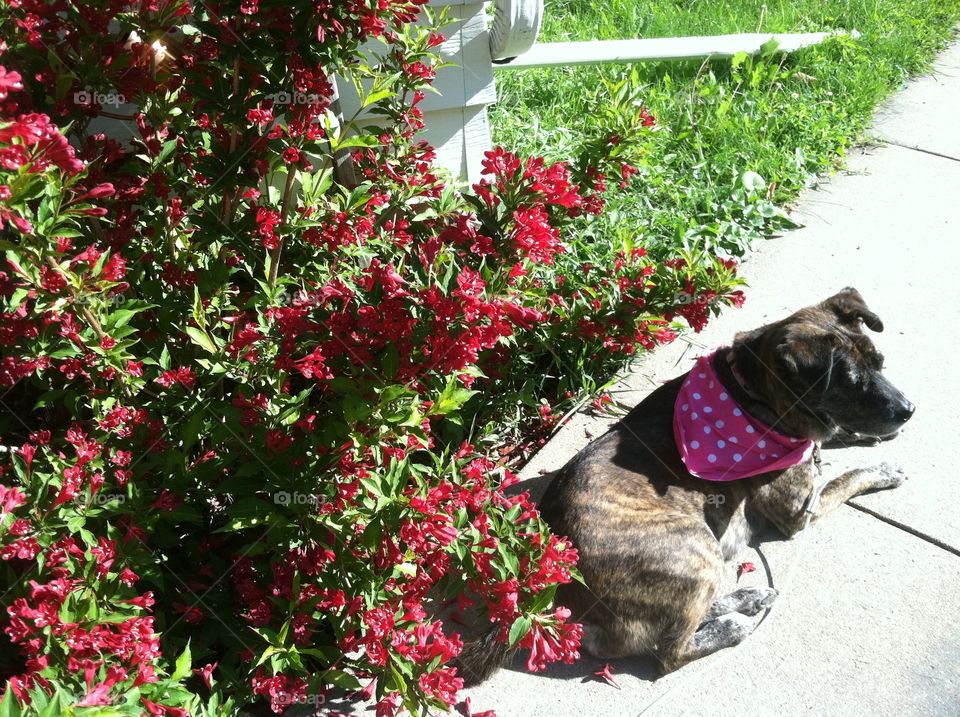 Red Prince shrub in full bloom with a brindle dog laying close by 