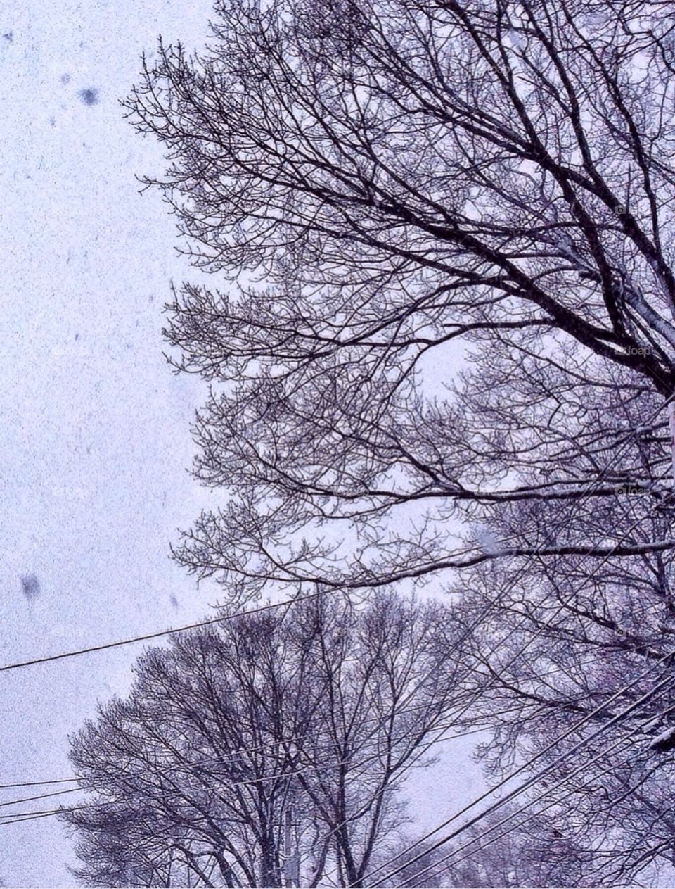 Snowy branches 