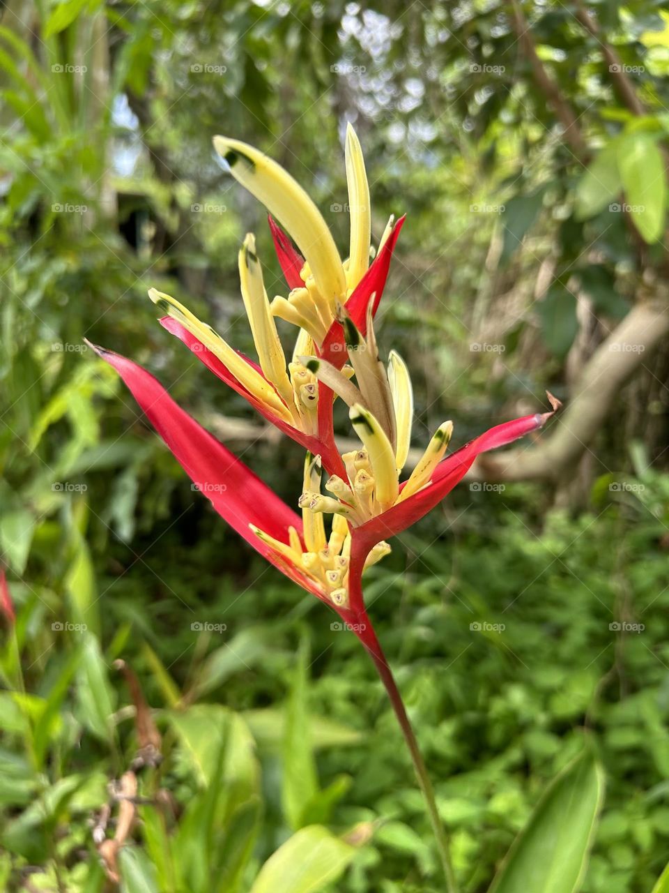 Gorgeous Heliconia psittacorum 