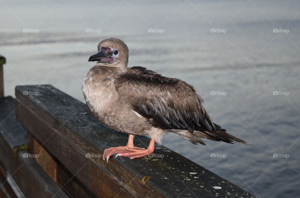 Bird on wooden pier