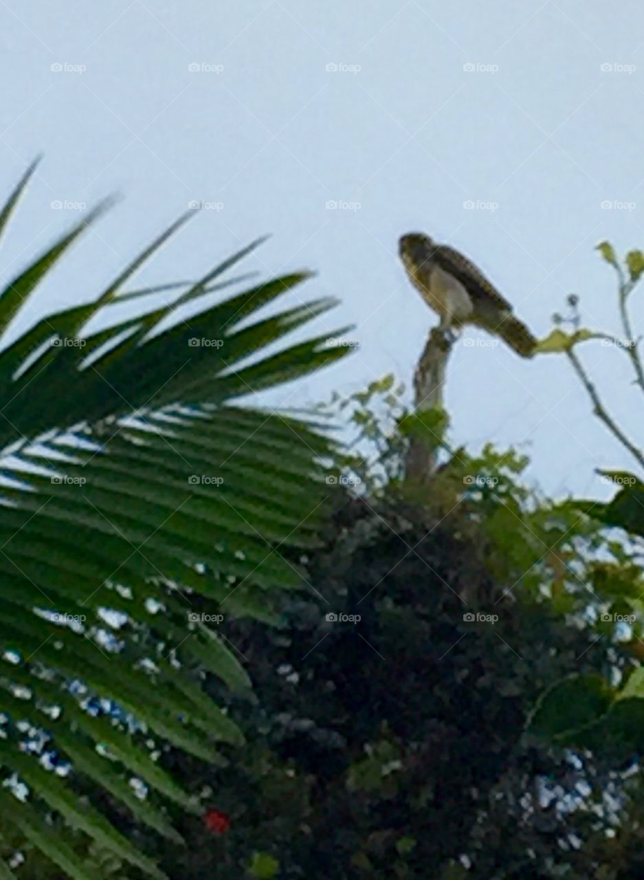 Hawaiian Hawk at Dusk High in the Tree
