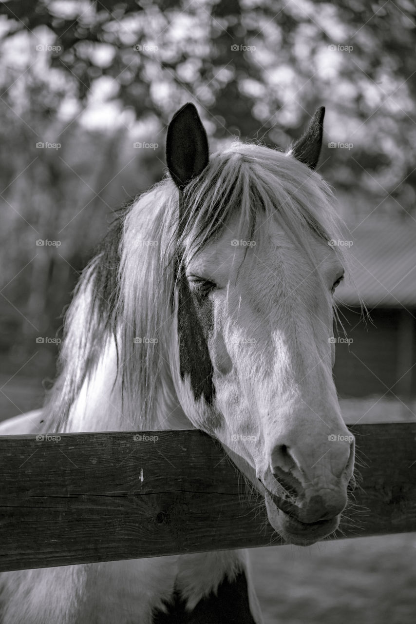 Magic horses