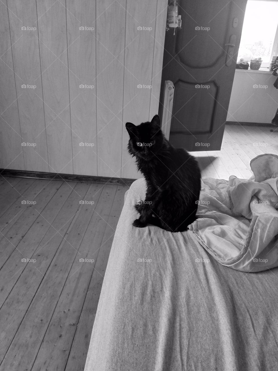 Черный кот.