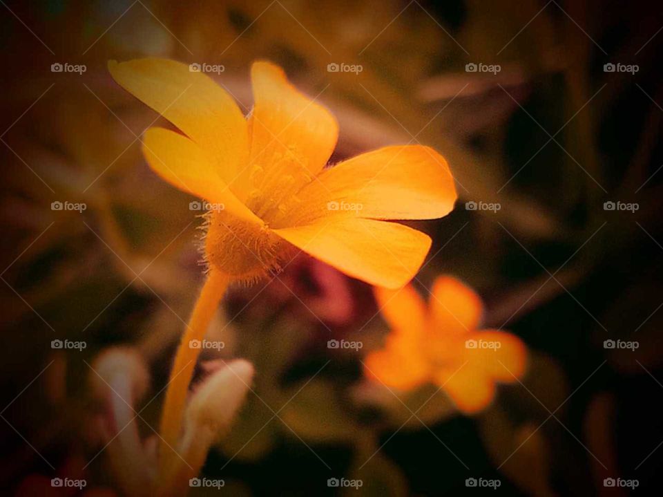 oxalis named wild flower, wood Sorel, yellow coloured, beautiful, tiny flower, macro Captured