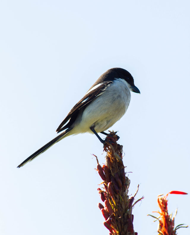 common Fiscal bird