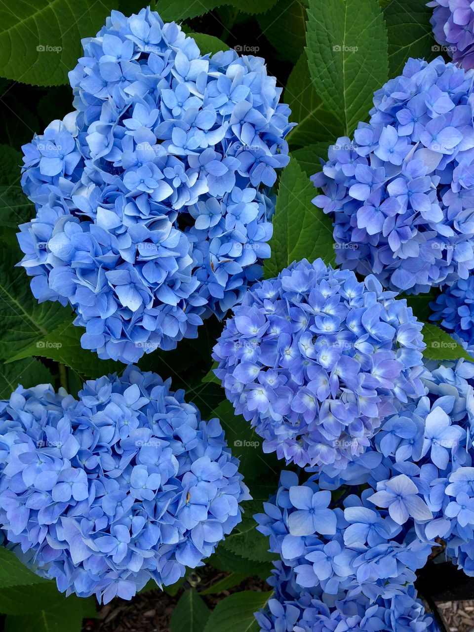 Cape Cod -Blue Hydrangea 