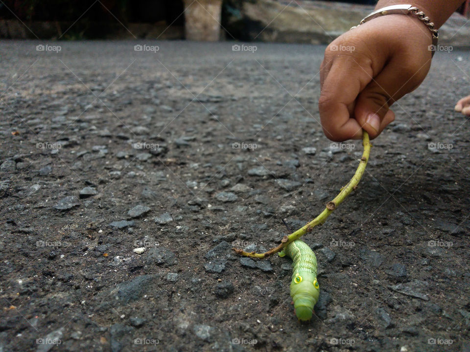 play with caterpillar