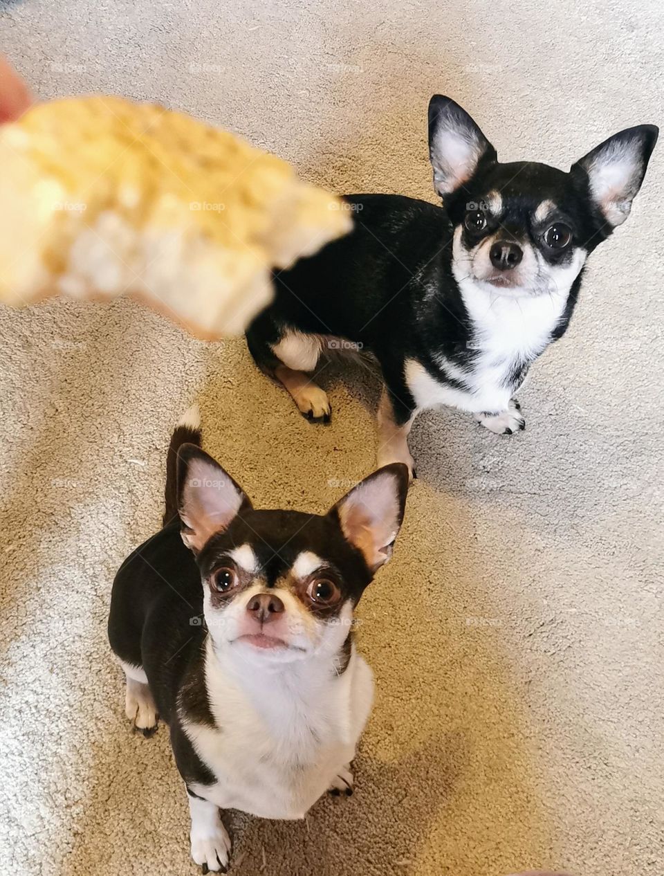 Two chihuahuas begging for food.