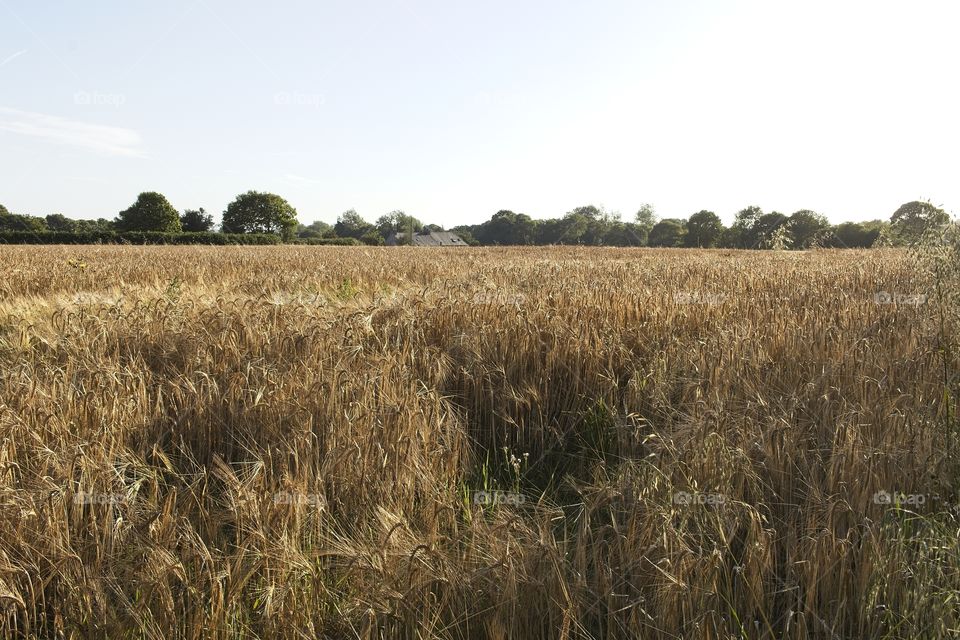 wheat field in the summer