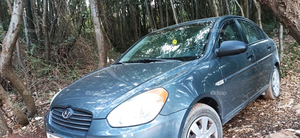 Car in the forest