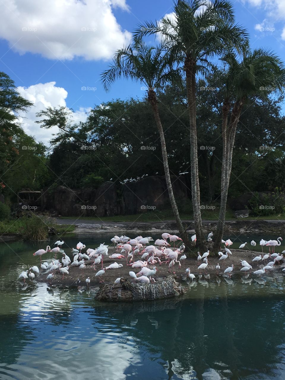Flamingos. 