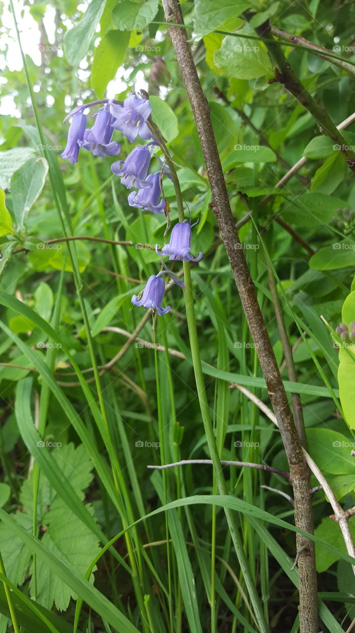 English Bluebell in Woodland