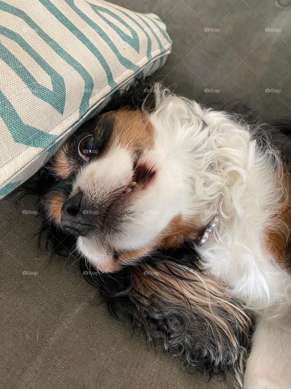 Silly old Cavalier King Charles Spaniel