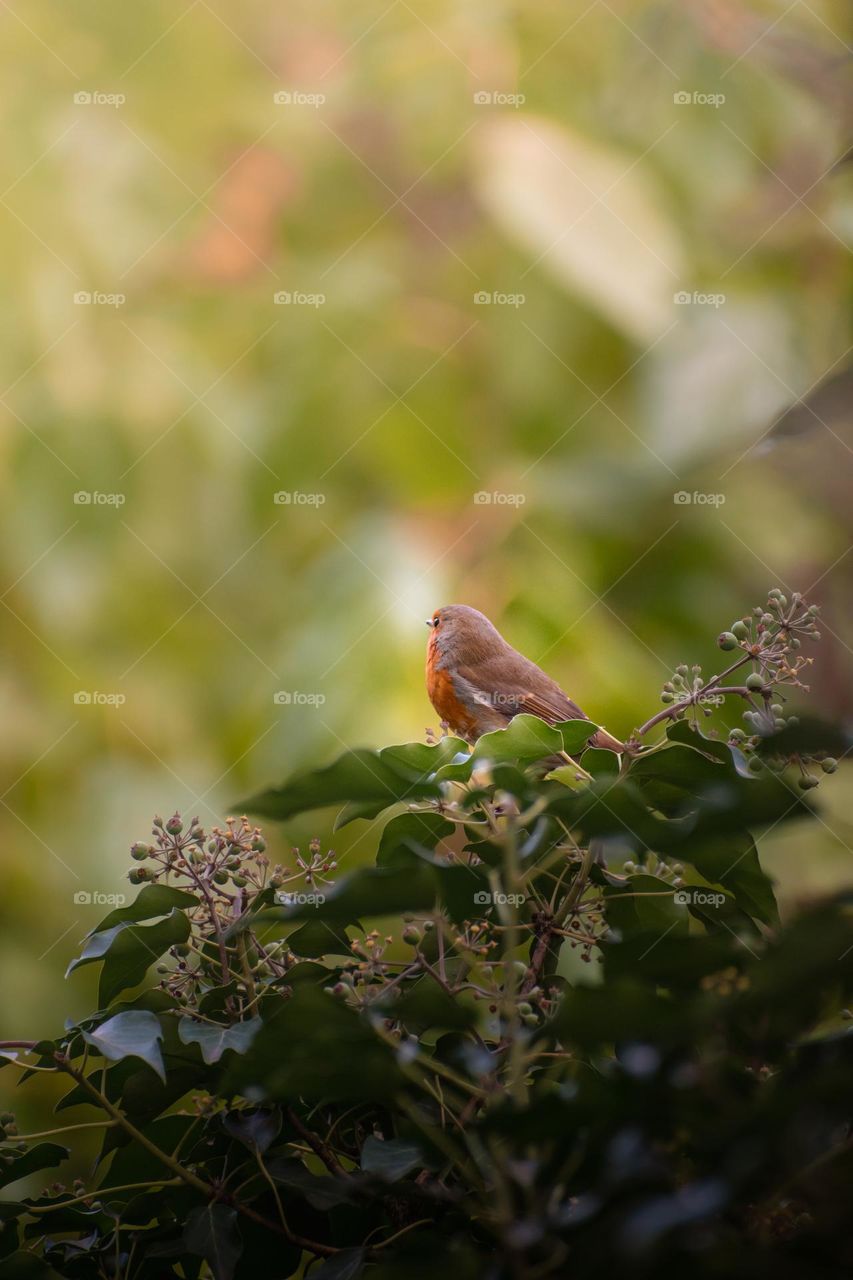 cute little bird at forest🌲