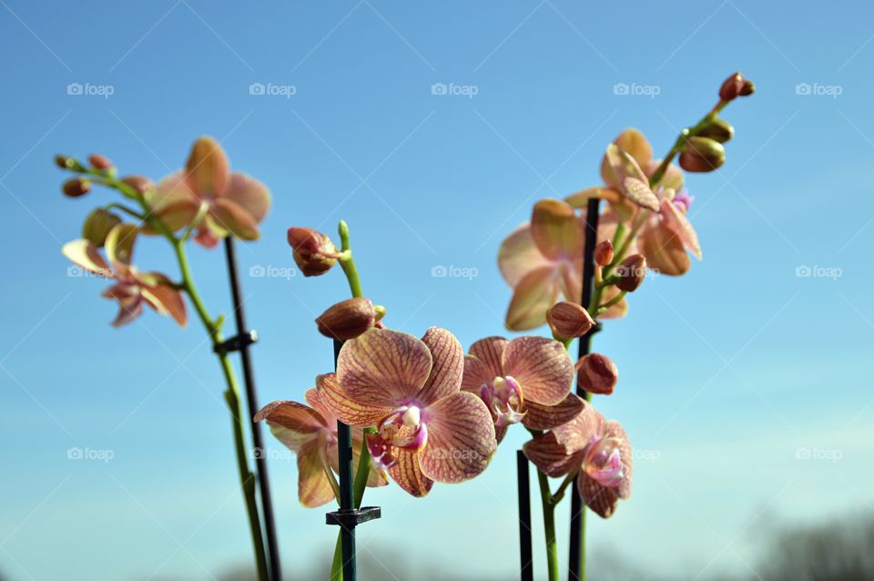 Orchids 