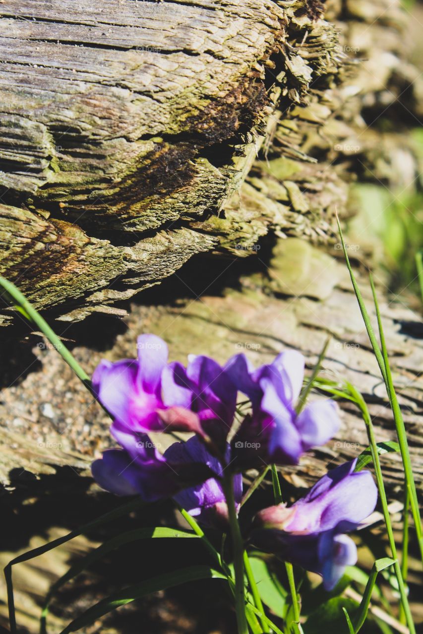 Wildflower log