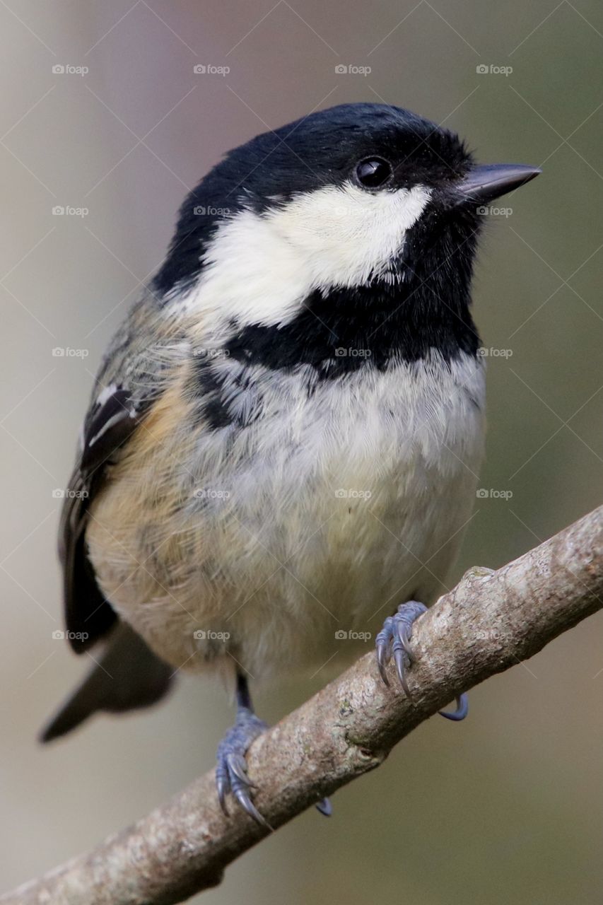 Coal Tit 