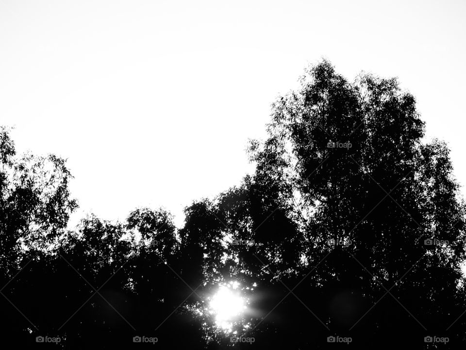Black and white sun through trees