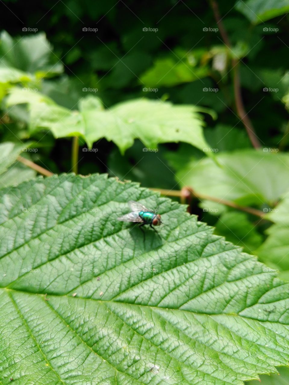 Greenbottle fly.  I was surprised I was able to get that close to it without it taking off.