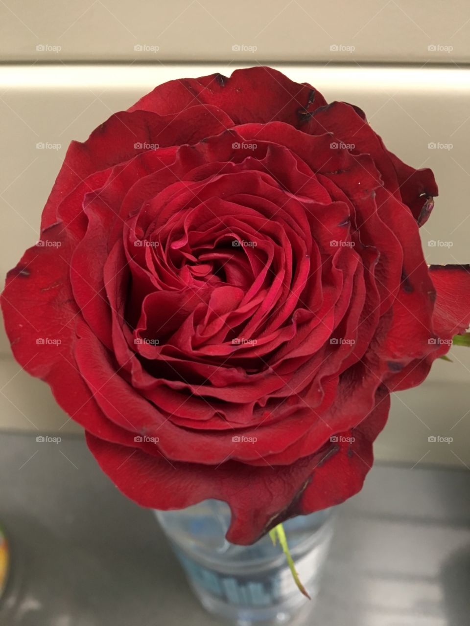 A very pretty rose for a very pretty person.