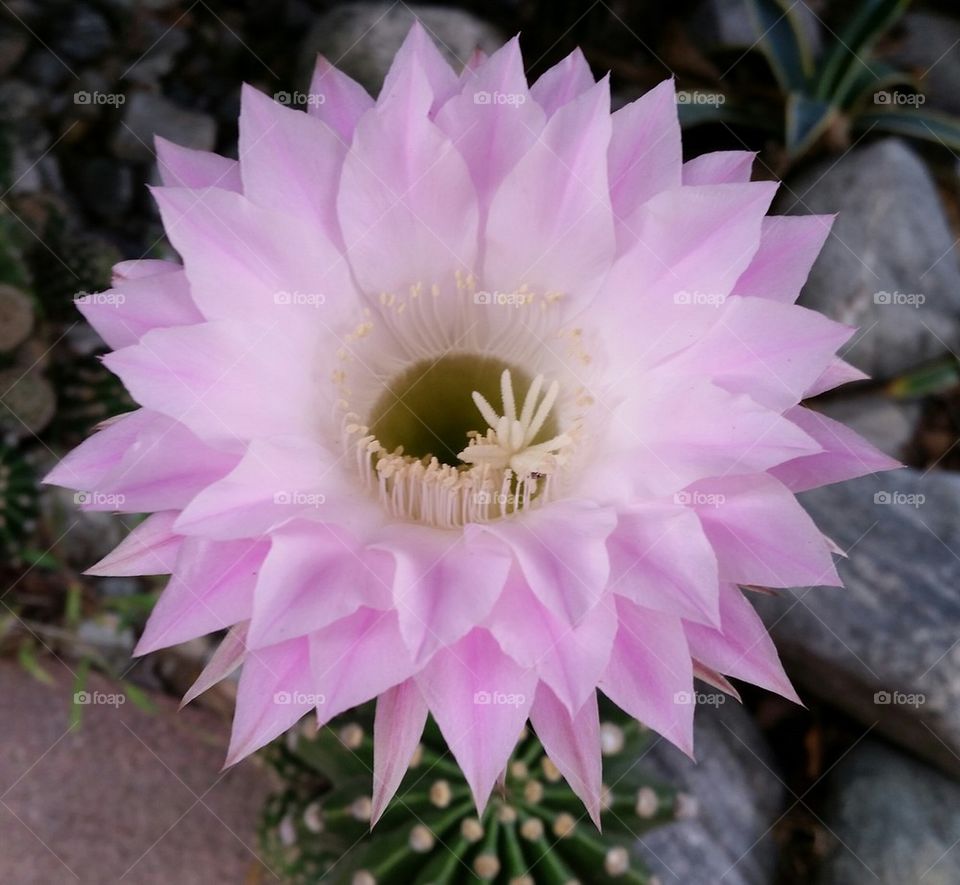 Annual Cactus Flower Bloom