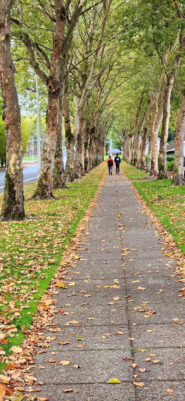 two people carrying umbrellas walking down a sidewalk lined with trees and fallen leaves on a rainy evening in Oregon