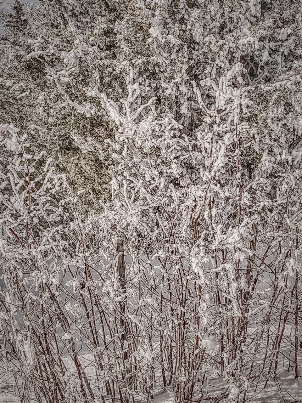 abstract frosty raspberry branches