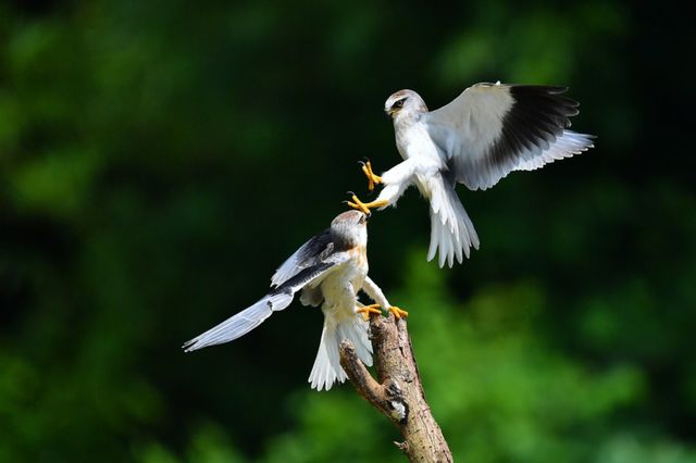 bird