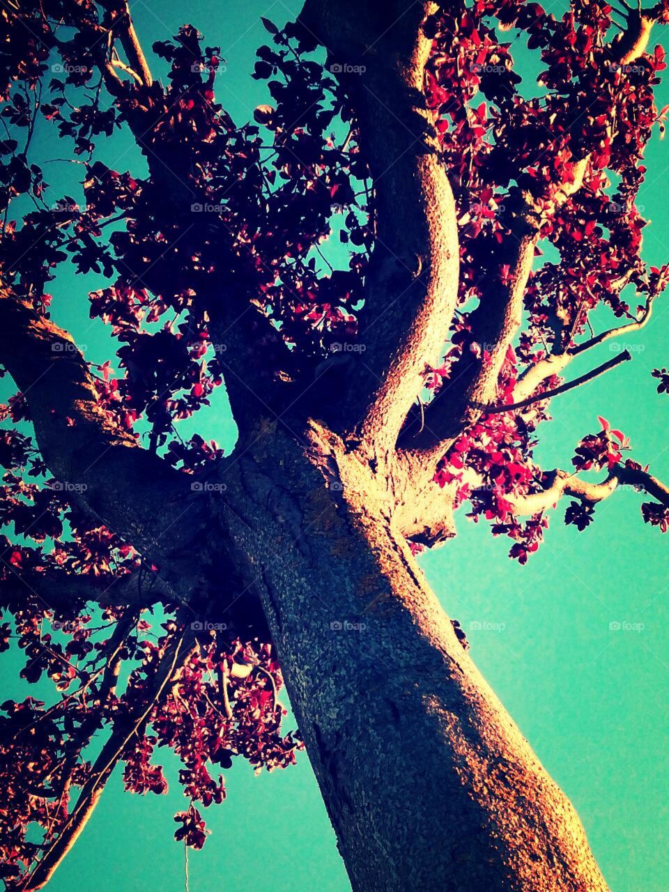 The beauty of a tree