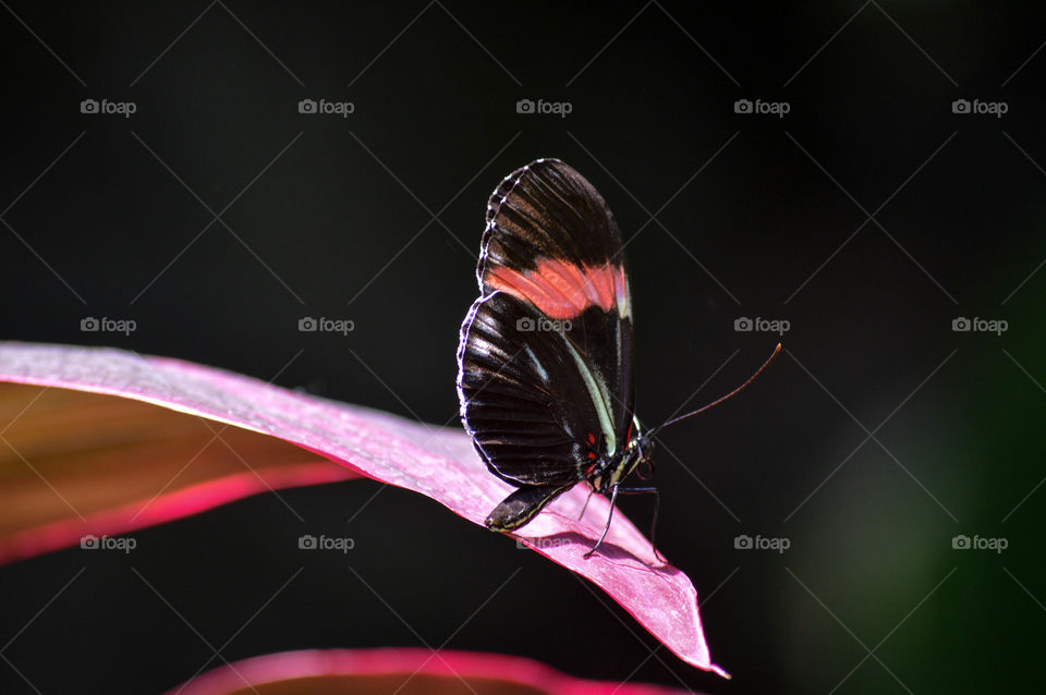 Black butterfly resting on a tropical leaf against a black background