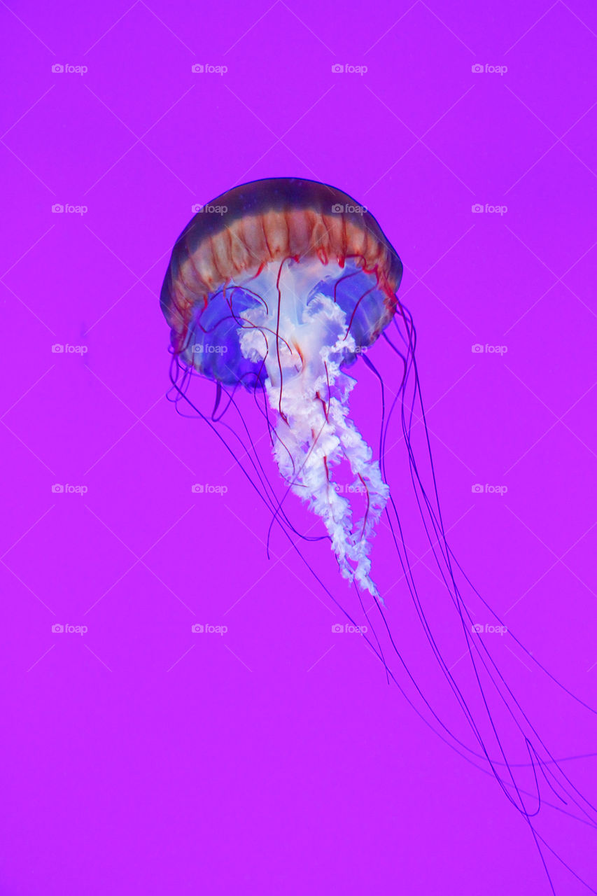Jellyfish, Sea Life