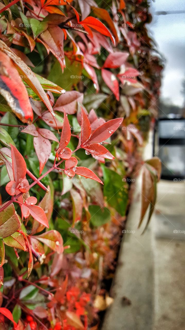 Leaf, Nature, No Person, Fall, Outdoors