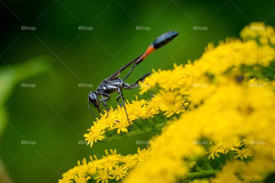 A Common Thread-waisted Wasp pollinates the Goldenrod blooms. 
