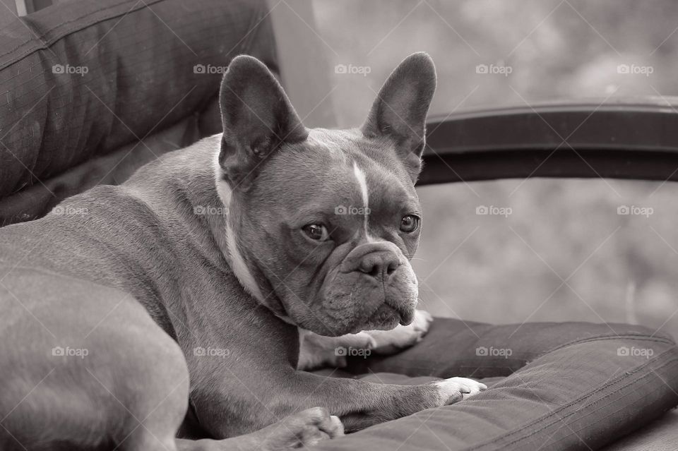 Black and white photo of my beautiful Frenchton giving me the “I want cuddles” look! Nearly 2 and still in puppy mode!