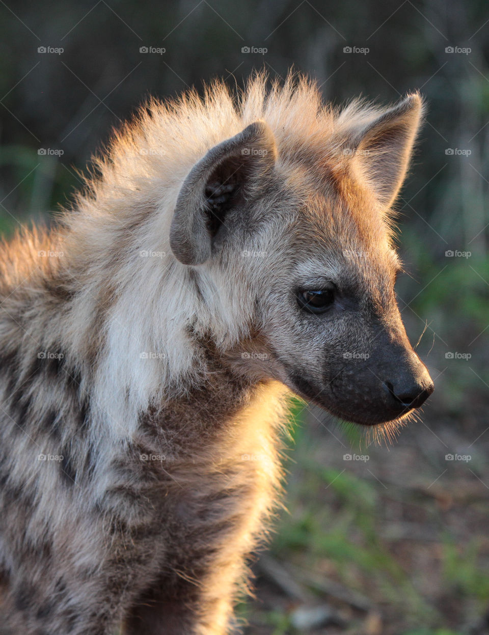 Hyena pup in the sunset