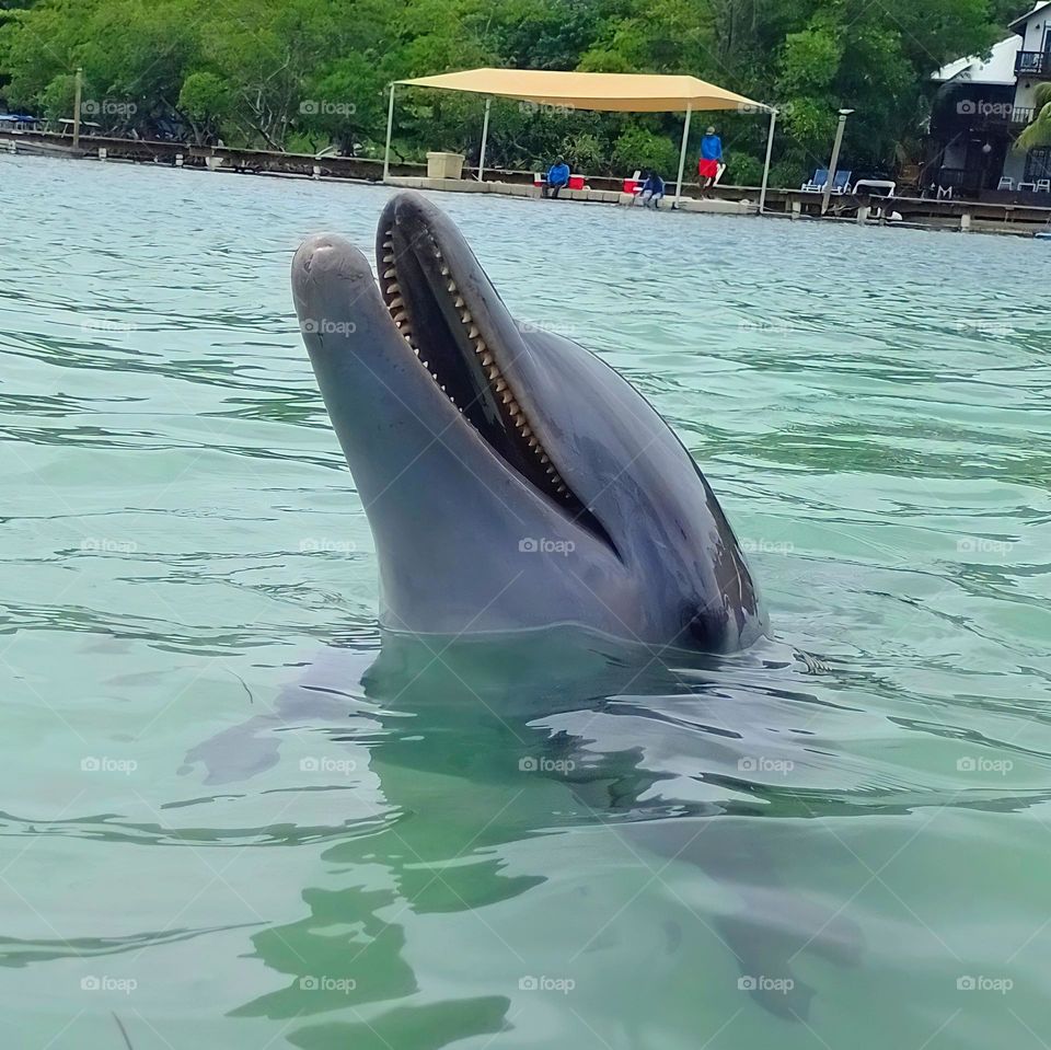 smiling dolphin🐬😁