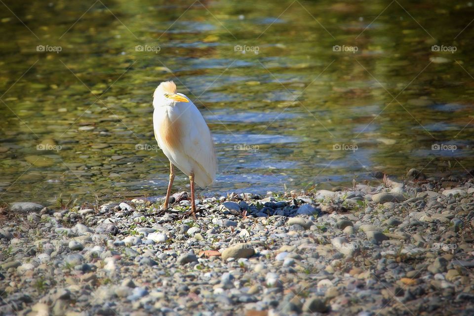 Close-up of cattle egret