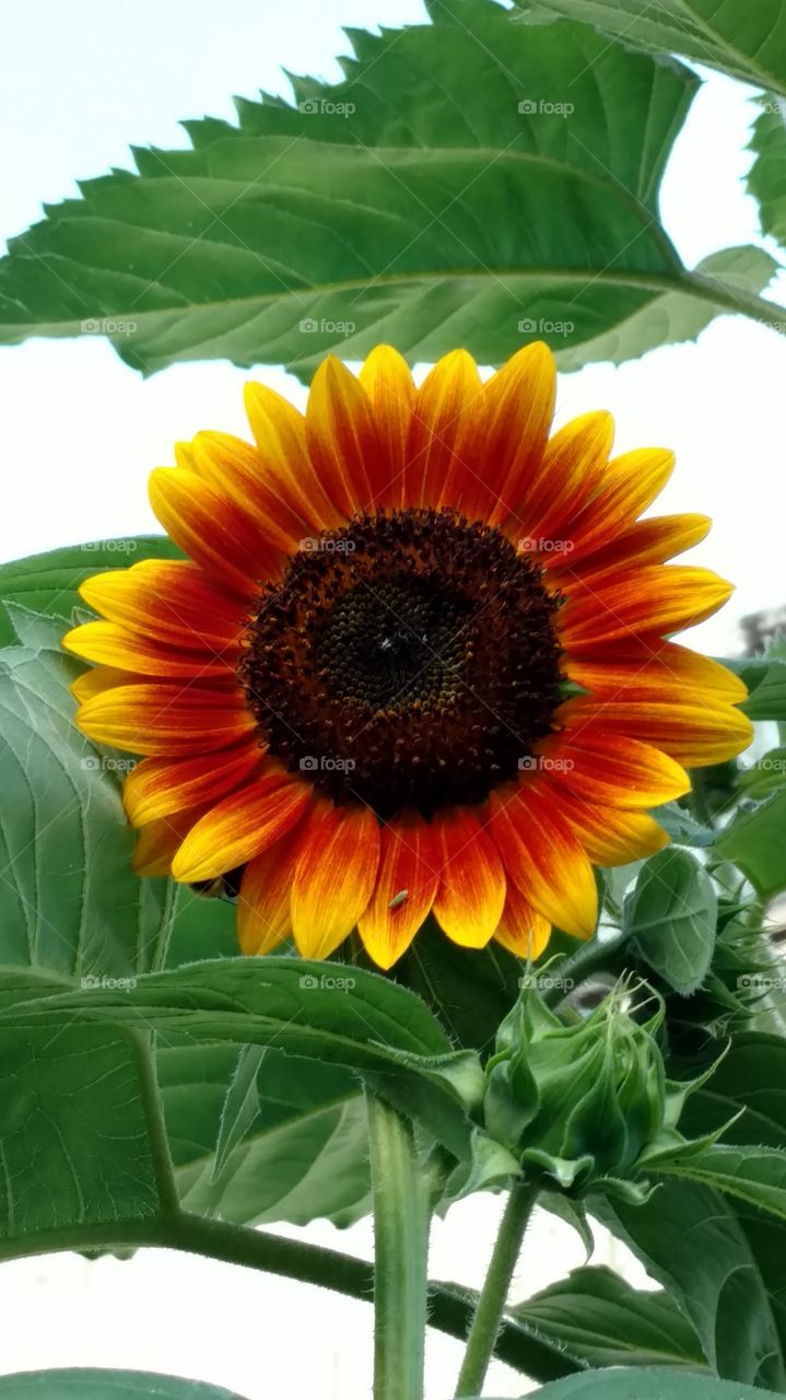 Happy sunflower