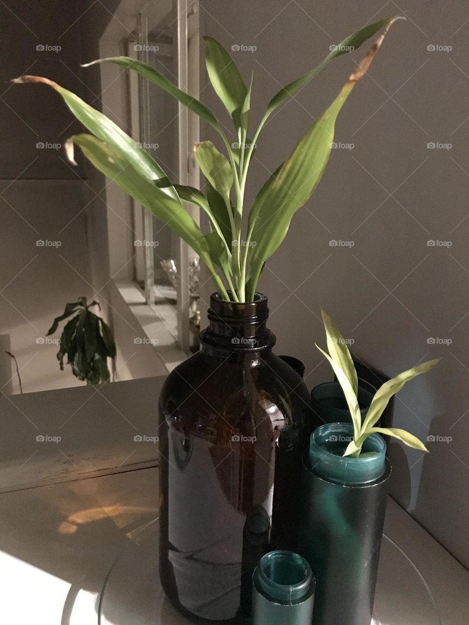 The green story of growth and germination. Life is a constant struggle.