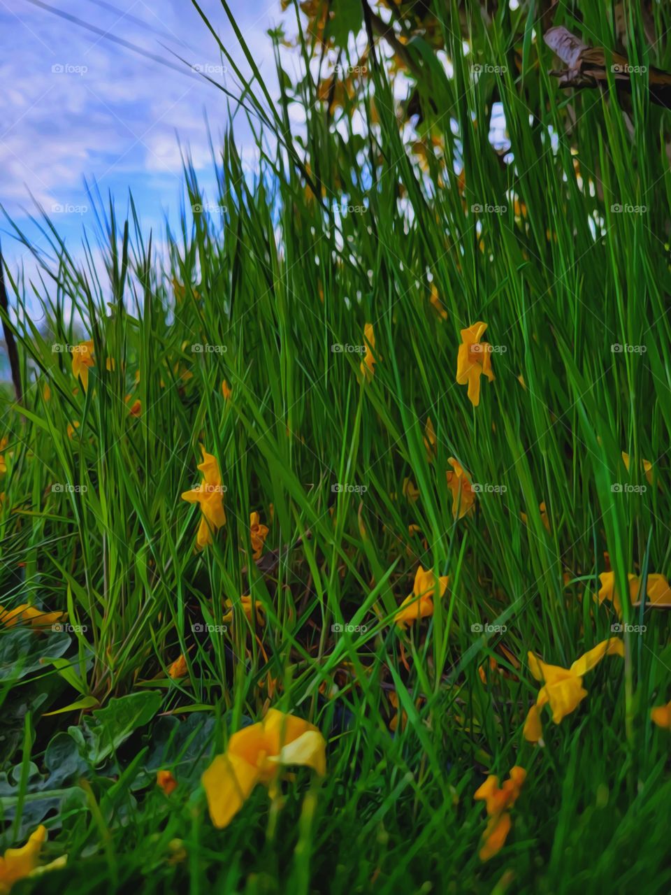 yellow petals in the grass