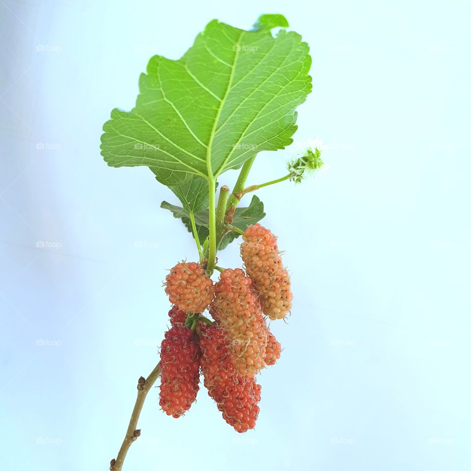 Selective Focus Young Mulberry Friut Isolated On White Background.