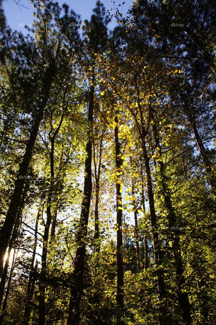 Low angle view of trees in forest